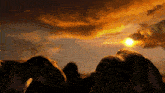 a couple of elephants standing in front of a sunset