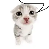 a scottish fold kitten with a speech bubble above its head .