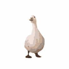 fowl duck