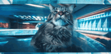 Cat Star Trek Discovery GIF - Cat Star Trek Discovery Curious Cat GIFs