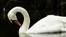 Swan Lake GIF - Swan Lake Wings GIFs