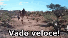 Cammello Deserto Correre Veloce Inseguimi GIF - Camel Desert Run GIFs