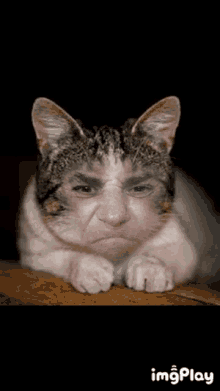Cranky Cat GIF - Cranky Cat Swearing GIFs