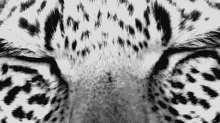 Blink GIF - Eyes Leopard Open Eyes GIFs