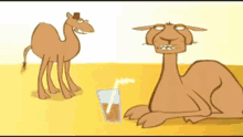 camel what drinks sun desert