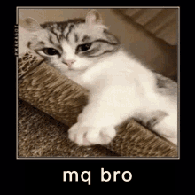 Mq Bro Komaru GIF - Mq Bro Komaru Komaru Cat GIFs