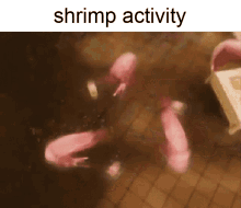 Shrimp Activity GIF - Shrimp Activity Shrimp Activity GIFs