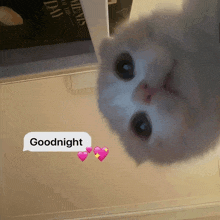 a white cat with a speech bubble that says goodnight on it