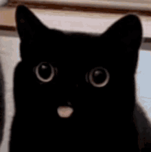 Kooslibra Cat GIF - Kooslibra Cat Jungkook GIFs