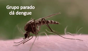 Grupo Parado Da Dengue GIF - Dengue Parado Mosquito - Discover & Share GIFs