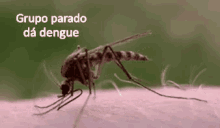 mosquito parado