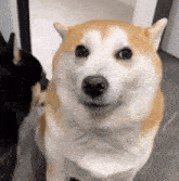 Awkward Shiba Dog GIF - Awkward Shiba Dog Funny GIFs