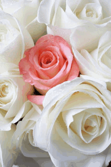 White Pink Roses5 GIF - White Pink Roses5 GIFs