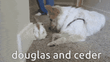 a dog and a rabbit are laying on a carpet with the words douglas and ceder written above them