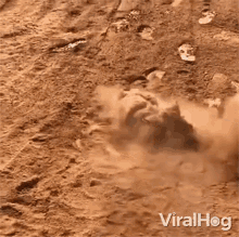 Playing In The Dirt Viralhog GIF - Playing In The Dirt Viralhog Rolling In The Dirt GIFs