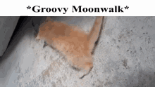 Groovy GIF - Groovy GIFs