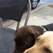 Dog What Are You Lookin At GIF - Dog What Are You Lookin At Hey Human GIFs