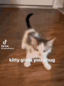 Meicos Cat GIF - Meicos Cat Imdize GIFs