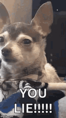 You Lie Funny Animals GIF - You Lie Funny Animals Dogs GIFs