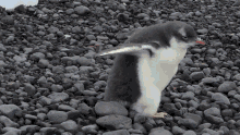 a penguin standing on a pile of rocks