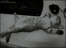 寝る　ネコ GIF - Jpsleep Cat GIFs