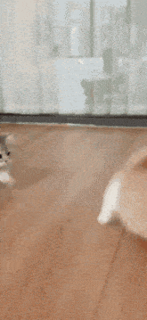 Cat Kitten GIF - Cat Kitten Plane Crash GIFs