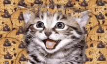 Omg GIF - Omg Chocolatechipday Cat GIFs