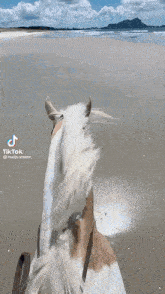 Horse Gallop GIF - Horse Gallop GIFs