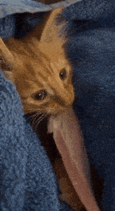 a kitten is licking a piece of meat while wrapped in a blue towel .