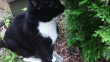 Panthor Cats GIF - Panthor Cats Outdoors GIFs
