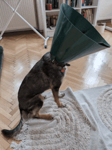 a dog with a green cone on its head sitting on a rug