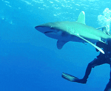a person is swimming with a shark in the water