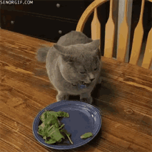 Salad Lunch GIF - Salad Lunch Cats GIFs