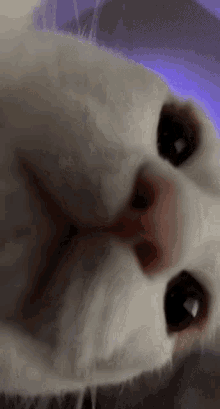 a close up of a white cat 's face looking at the camera .
