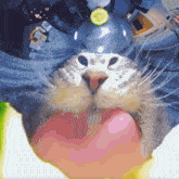 a close up of a cat 's face with a cucumber on its head