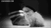 Yes GIF - Oui Cat French GIFs