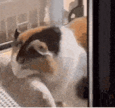 a calico cat is standing in front of a window and looking out .