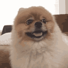 What Denali GIF - What Denali Pomeranian GIFs