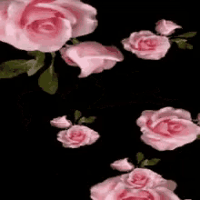 pink roses flowers falling