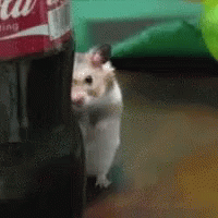 Peeping Coastclear GIF - Peeping Coastclear Peepingtom GIFs