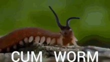 a close up of a cockroach with the words cum worm in white letters