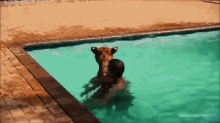 Swimming With A Tiger GIF - Training Tiger Swim GIFs