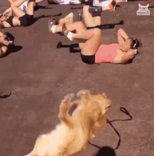 Dog Doing Exercise Dog Attempting Exercising GIF - Dog Doing Exercise Dog Attempting Exercising Dog Rolling Around GIFs