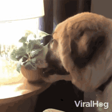 Fetching A Pot Viralhog GIF - Fetching A Pot Viralhog Dog Carries Plant Pot GIFs