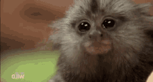 Cute Monkey GIF - Cute Monkey GIFs