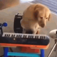 Dog Jam Dog GIF - Dog Jam Dog Dog Play Instrument GIFs
