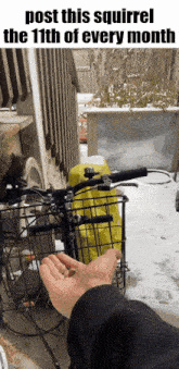 a person is feeding a squirrel from their hand