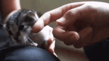 可愛的小小貓 Cute Baby Cat GIF - Keai Cat貓 GIFs
