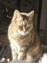 a cat sitting on a table with a bottle of pills in the background