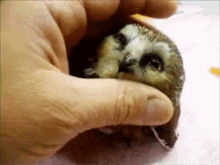 Papouille GIF - Owl Pet Petting GIFs